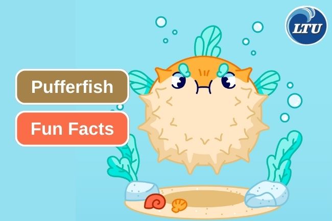 Here Is 6 Fun Facts About Pufferfish